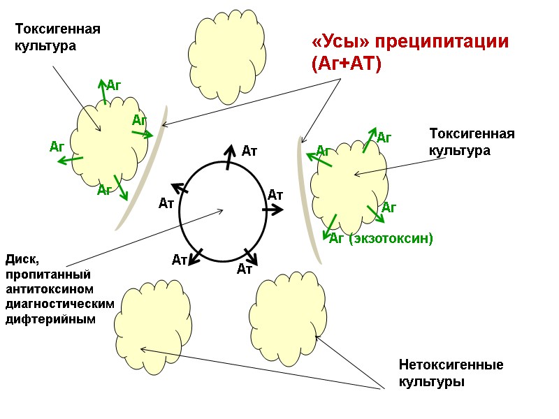 Ат Ат Ат Ат Ат Аг (экзотоксин) Аг Аг Аг Аг Аг Аг Аг